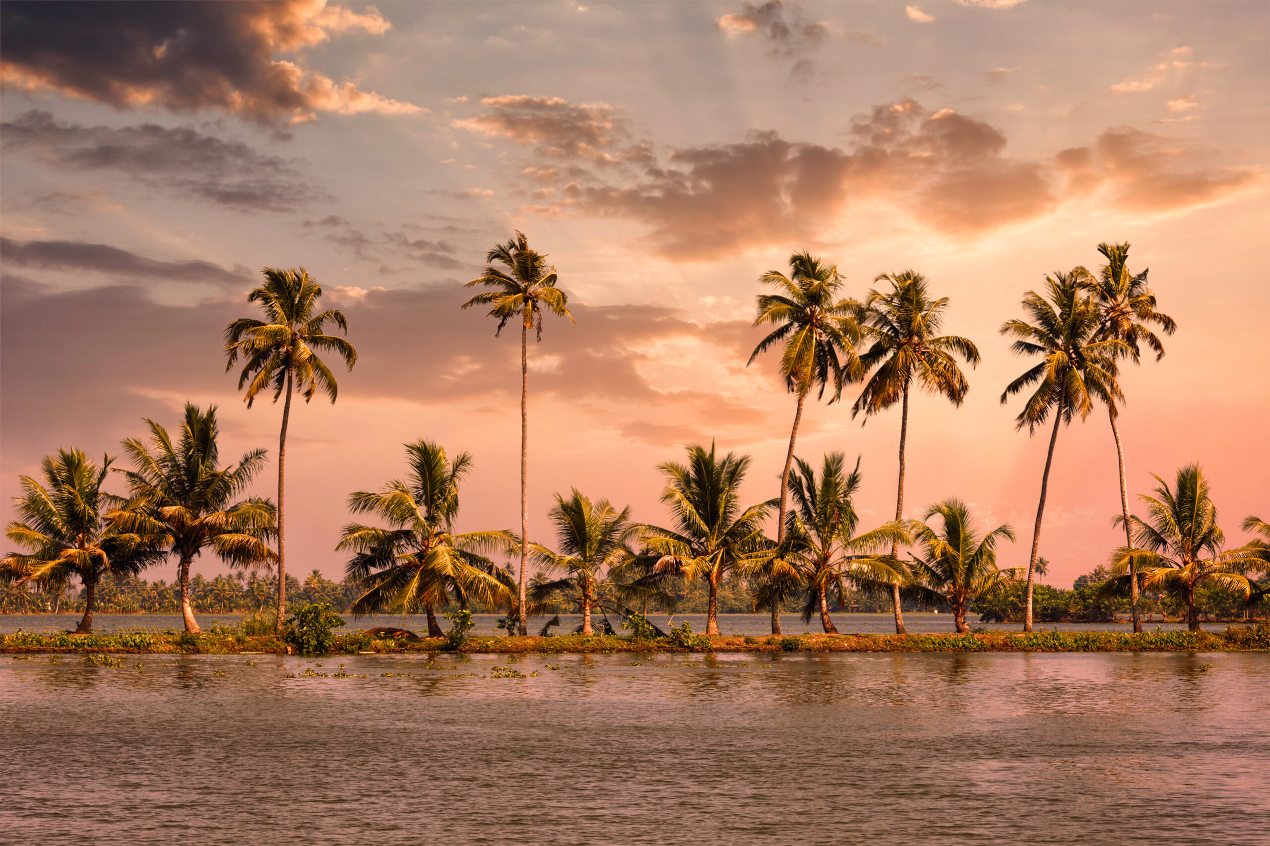 Kerala travel tourism background - Palms at Kerala backwaters. Allepey, Kerala, India on sunset. This is very typical image of backwaters.